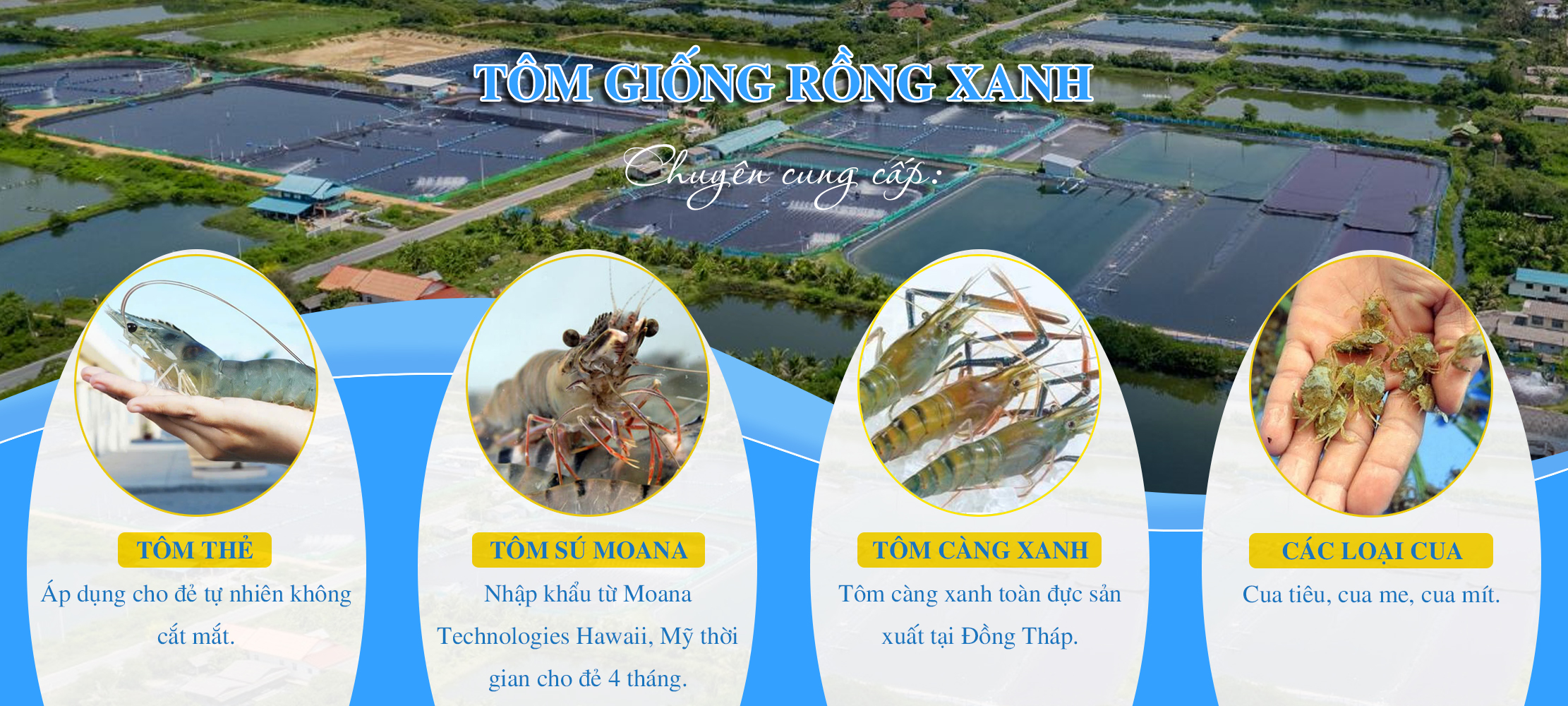 Tôm giống Rồng Xanh chuyên cung cấp tôm thẻ giống, tôm sú moana giống, tôm càng xanh toàn đực giống và các loại cua