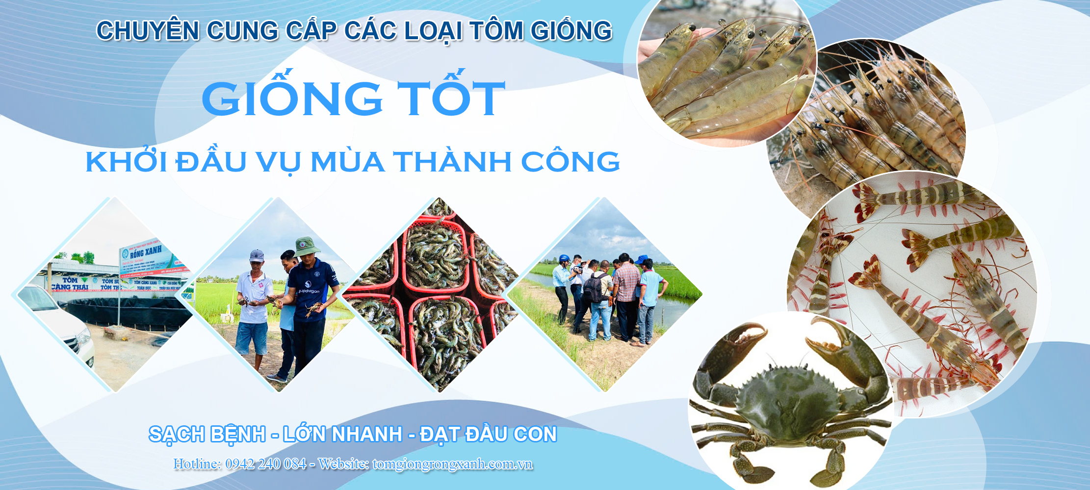 Tôm giống sạch bệnh - nhanh lớn - đạt đầu con