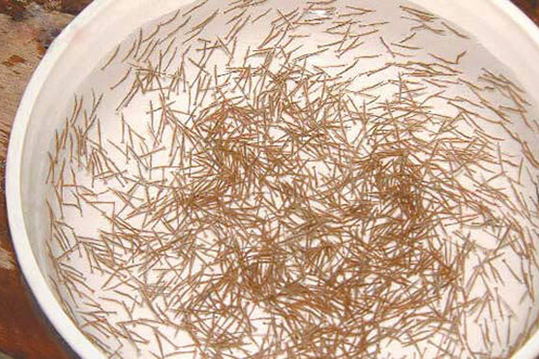 Cách chọn giống tôm sú bà con nên tham khảo