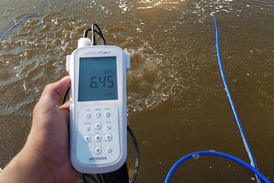 Cách thả tôm giống sống nhiều