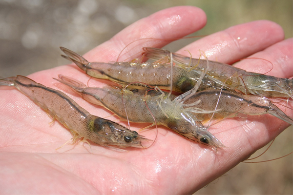 Độ mặn và độ pH phù hợp để thả giống