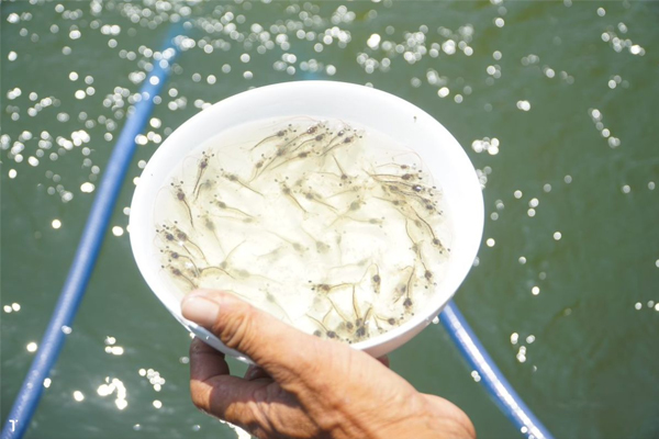 Tại sao tôm thẻ chân trắng lại được lựa chọn nuôi nhiều nhất