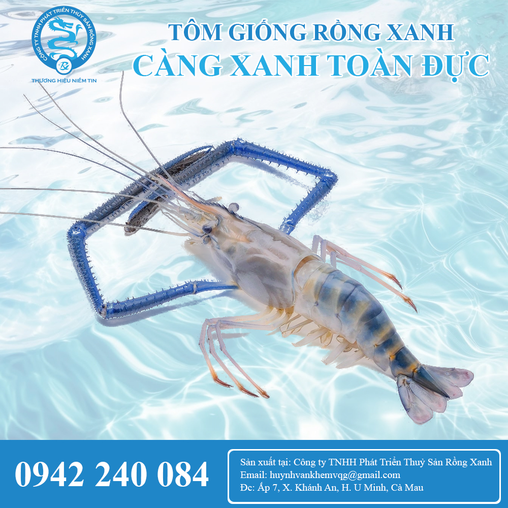 Tôm giống càng xanh toàn đực