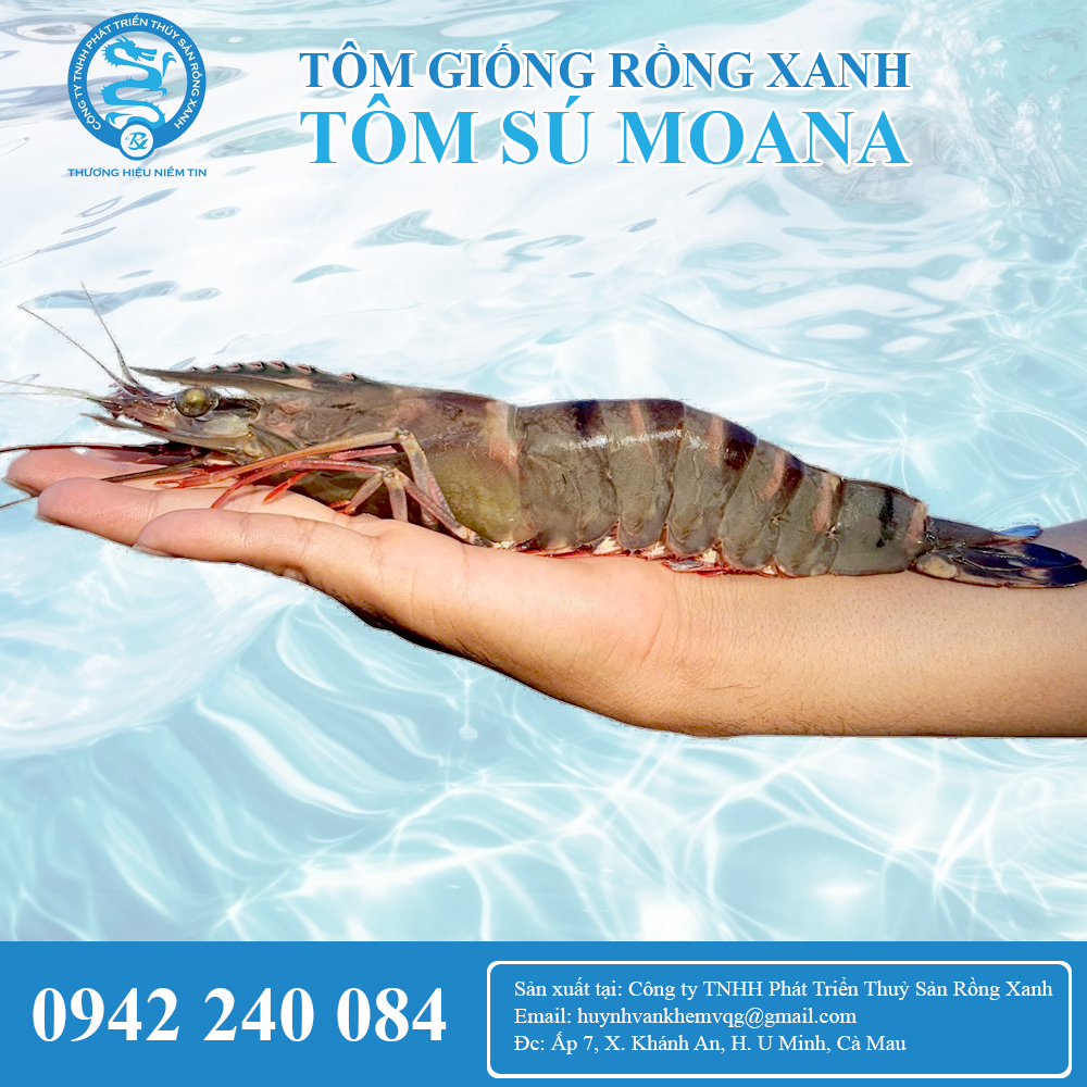 Tôm sú giống Moana 2 giai đoạn