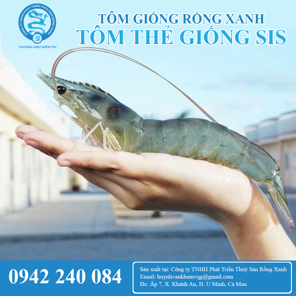 Tôm thẻ giống SIS thùng và 2 giai đoạn